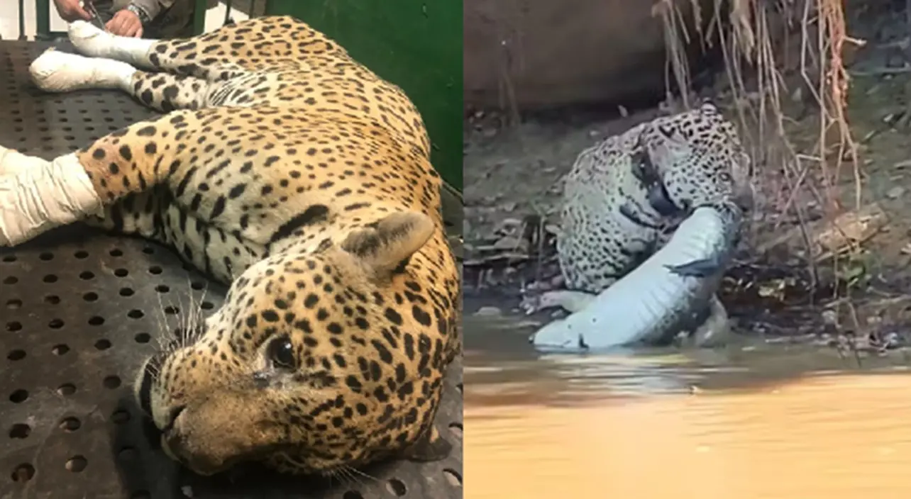 Onça que tratou queimaduras em Goiás é flagrada caçando jacaré no Pantanal; vídeo