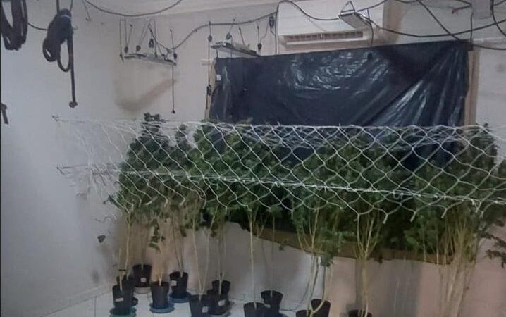 Operação flagra furto de energia em cultivo de maconha