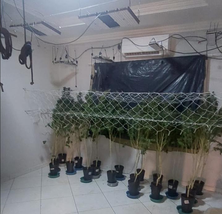 Operação flagra furto de energia em cultivo de maconha