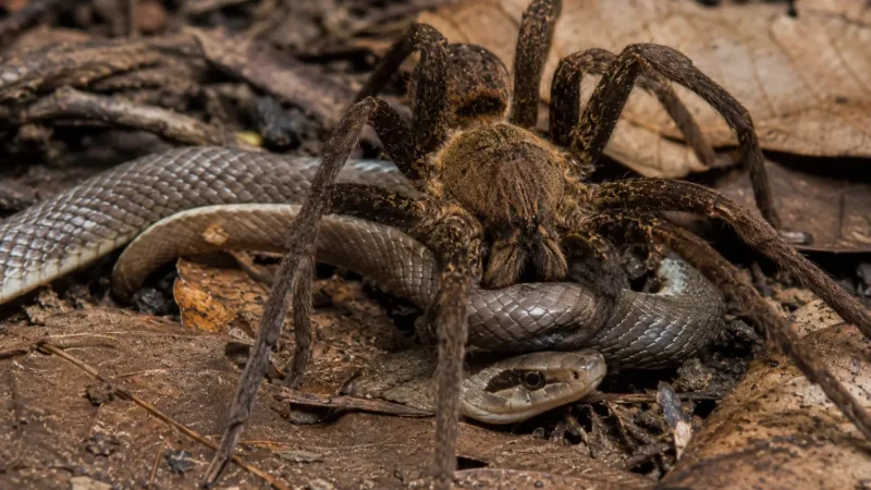 Qual animal lidera ranking de mortes na Austrália? Veja