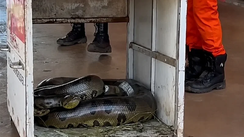 Sucuri de 4 metros e 70 kg é resgatada em Quirinópolis; vídeo