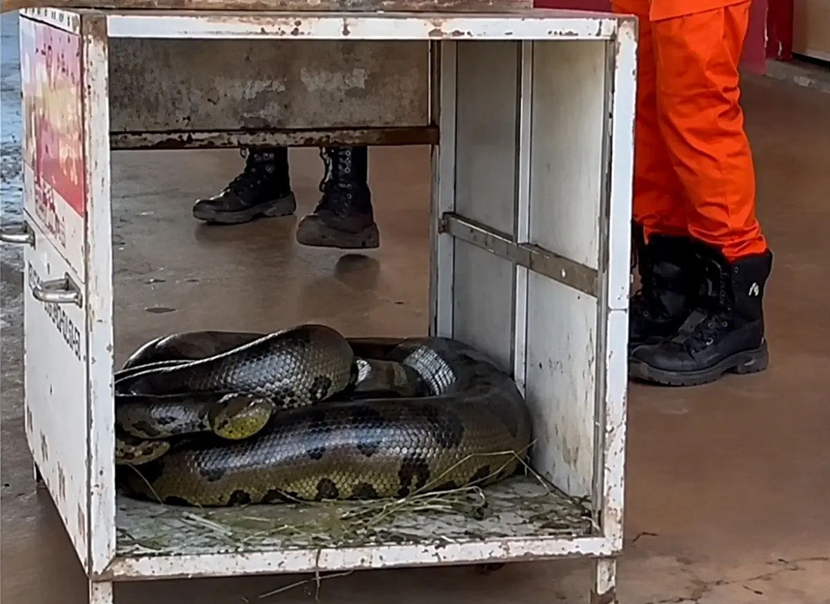 Sucuri de 4 metros e 70 kg é resgatada em Quirinópolis; vídeo