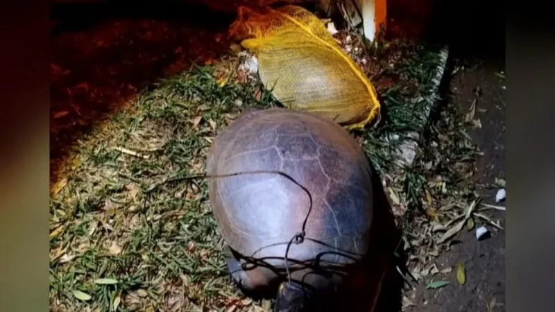 Tartarugas são encontradas mortas em Jataí