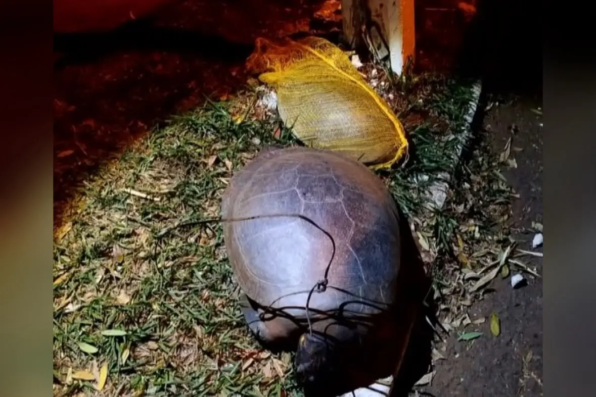 Tartarugas são encontradas mortas em Jataí
