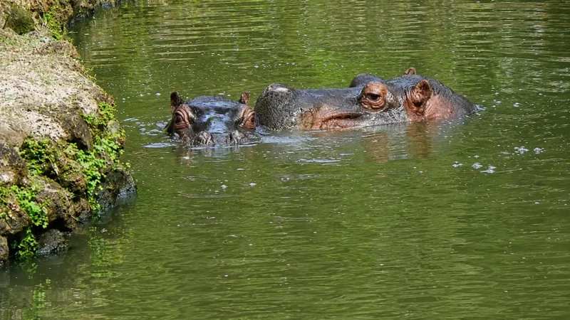 Zoo rescinde contrato de limpeza dos tanques dos hipopótamos