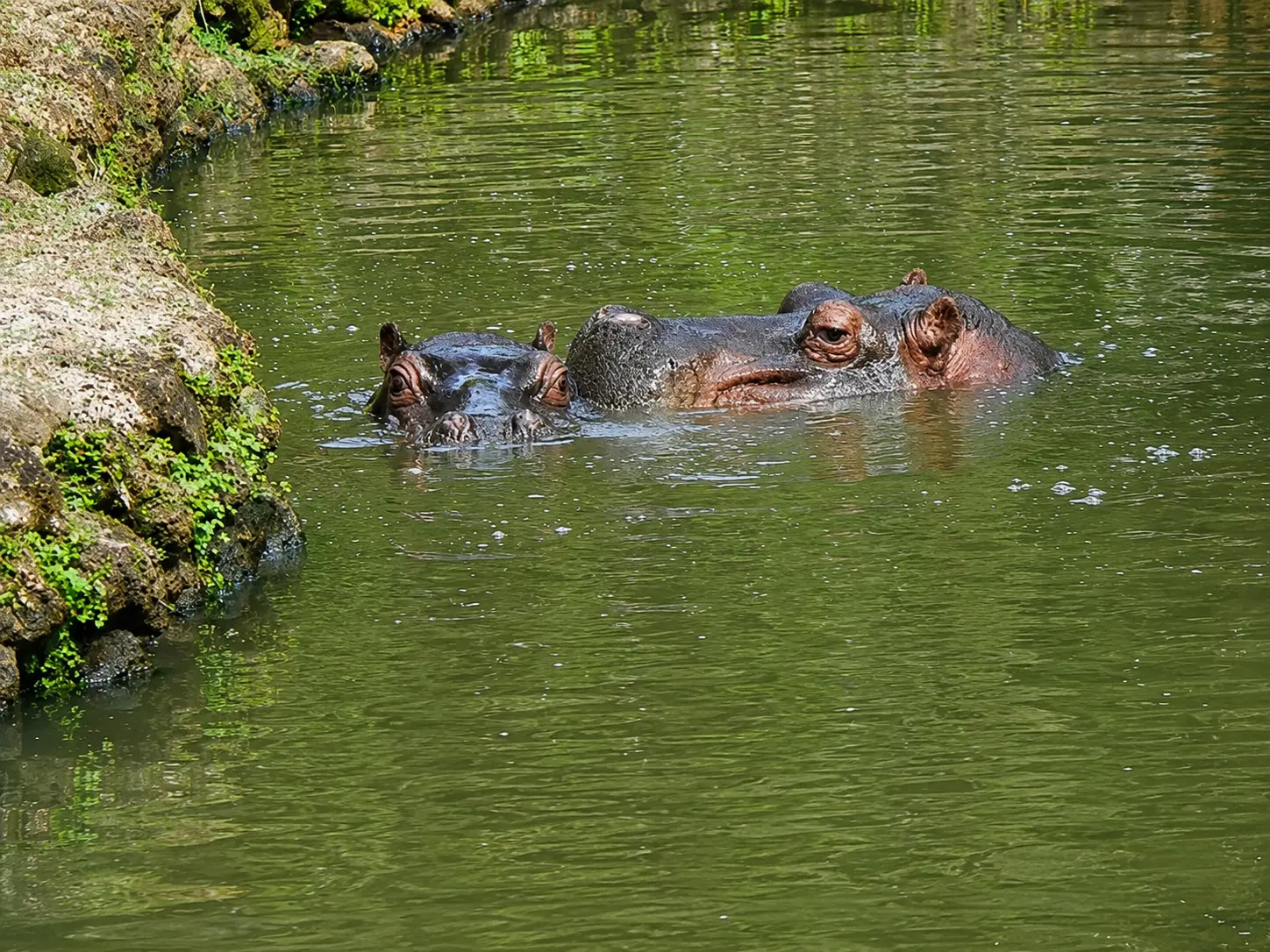 Zoo rescinde contrato de limpeza dos tanques dos hipopótamos