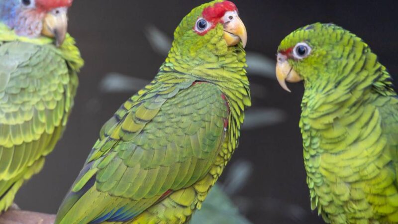 A chegada de papagaios vítimas de tráfico ao Zoológico de São Paulo