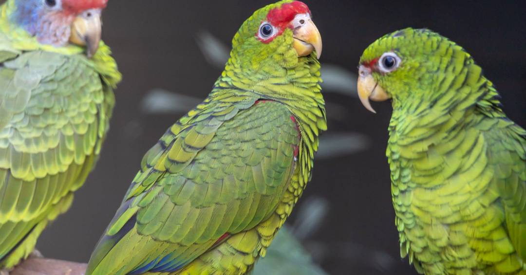 A chegada de papagaios vítimas de tráfico ao Zoológico de São Paulo