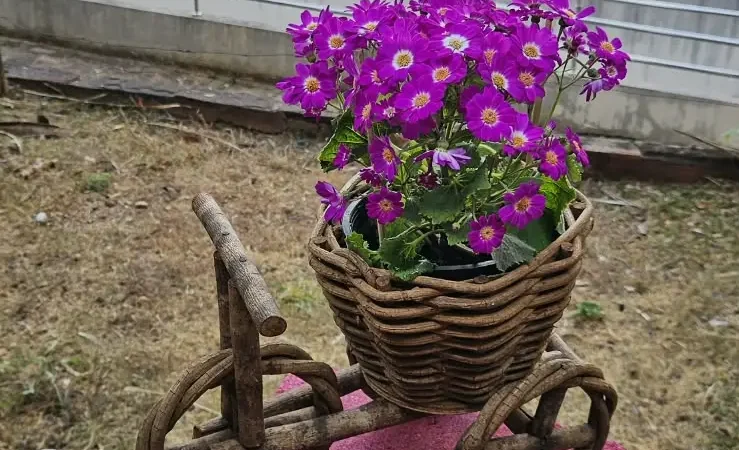 Bingo de plantas em Goiânia terá cartelas gratuitas