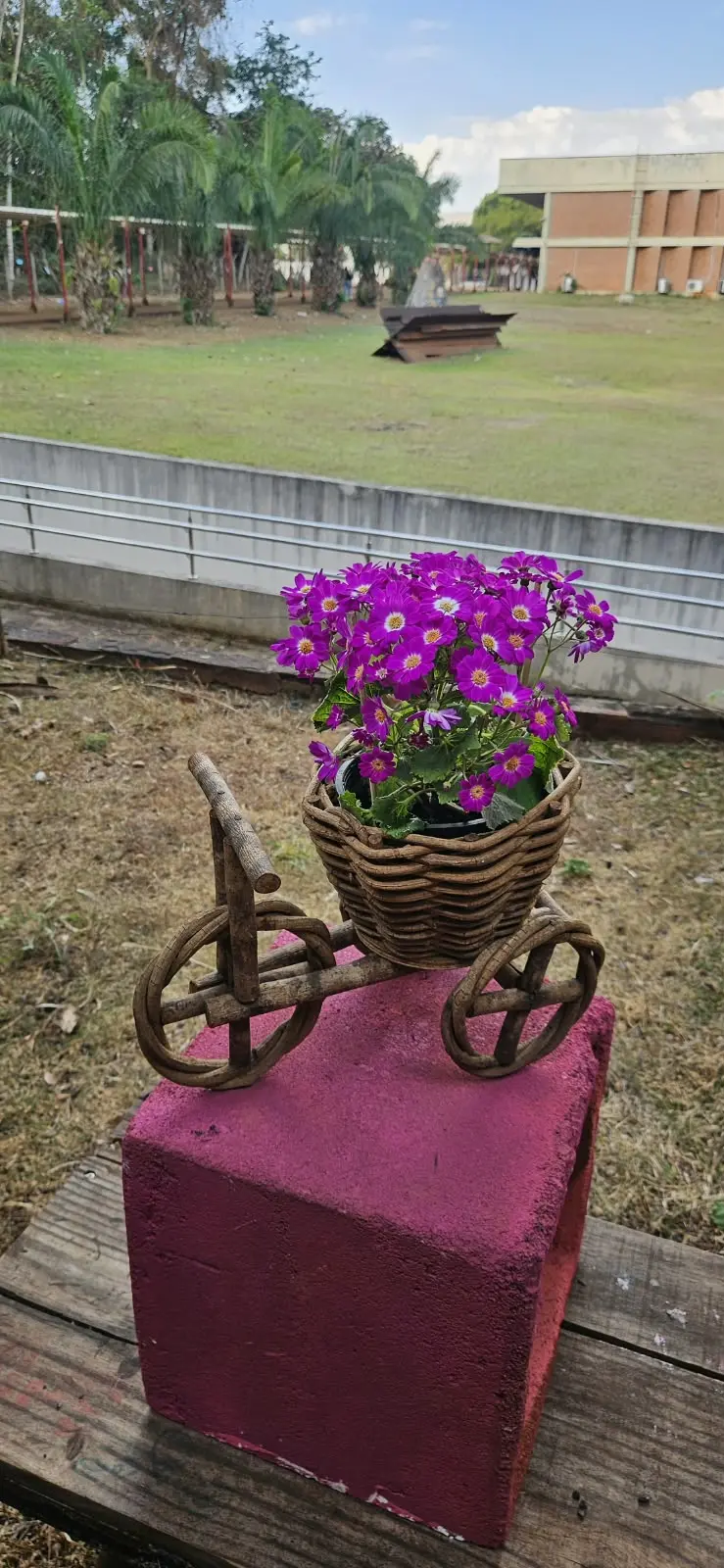 Bingo de plantas em Goiânia terá cartelas gratuitas
