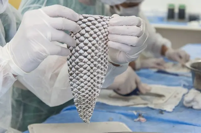 Brasil terá fábrica de pele de tilápia para tratar queimaduras
