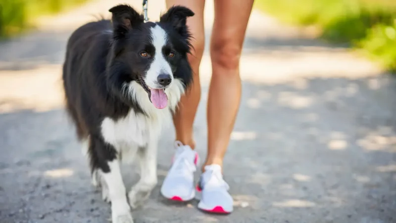 Caminhada Pet Brasil reúne tutores e cães em Aparecida