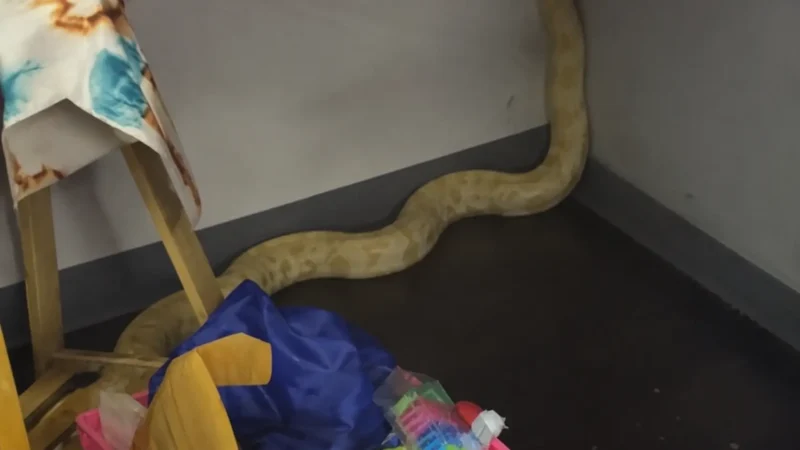 Cobra píton é acusada de causar incêndio em escola; vídeo