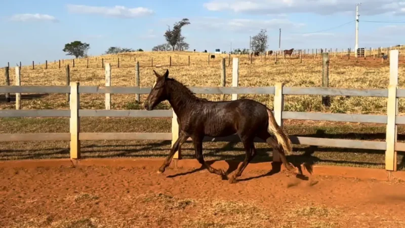 Evento reúne 130 cavalos e R$ 30 milhões em Goiânia