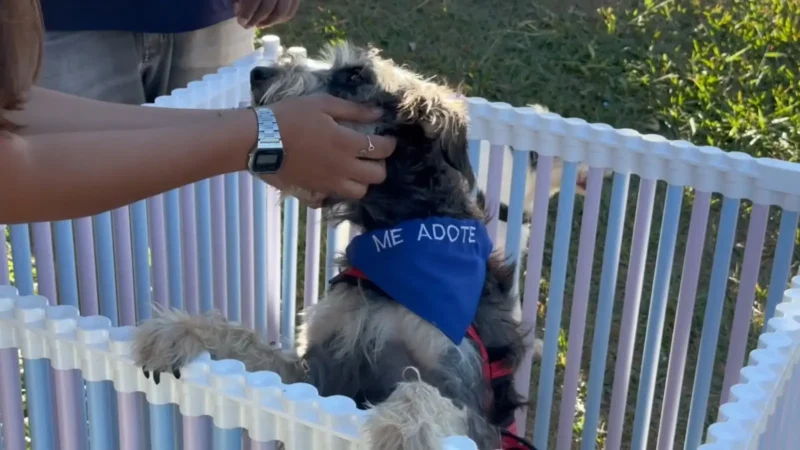 Feira de adoção de animais em Aparecida de Goiânia