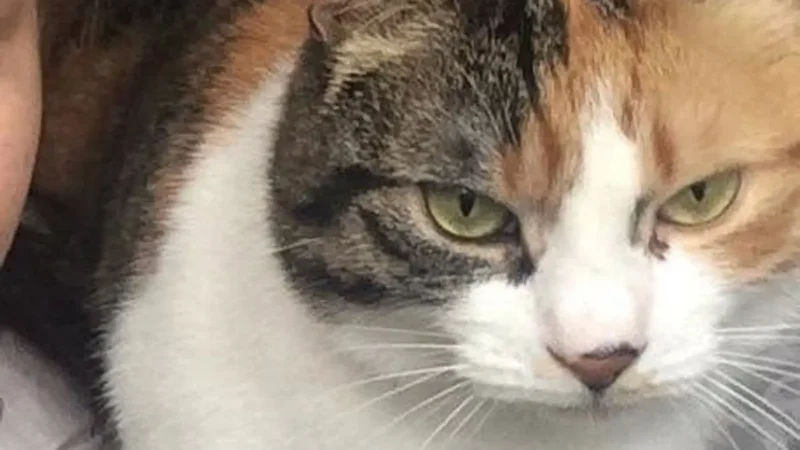 Gata desaparecida por uma década retorna para casa; veja