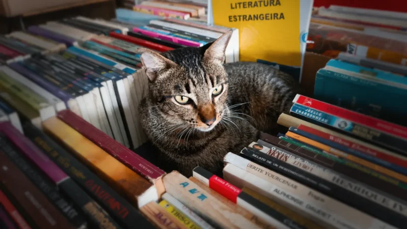 Gato mascote do Feirão Hocus Pocus morre atropelado