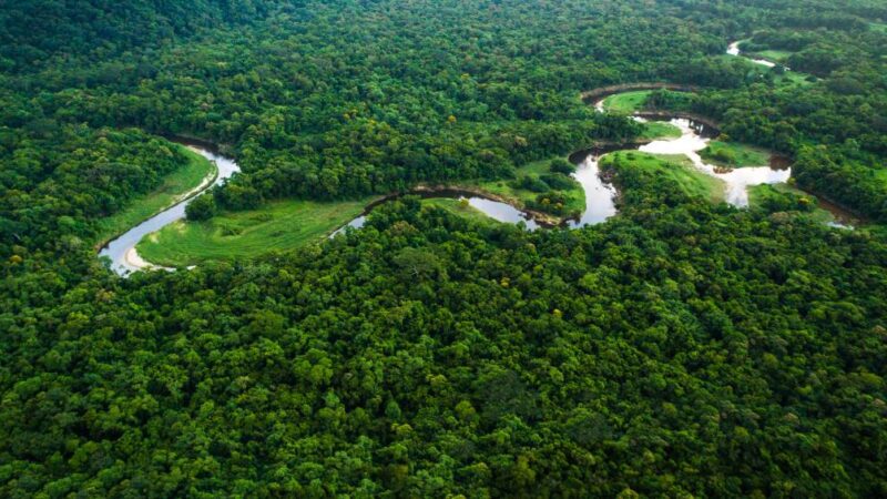 Desmatamento na Amazônia cai 36,87% no último ano