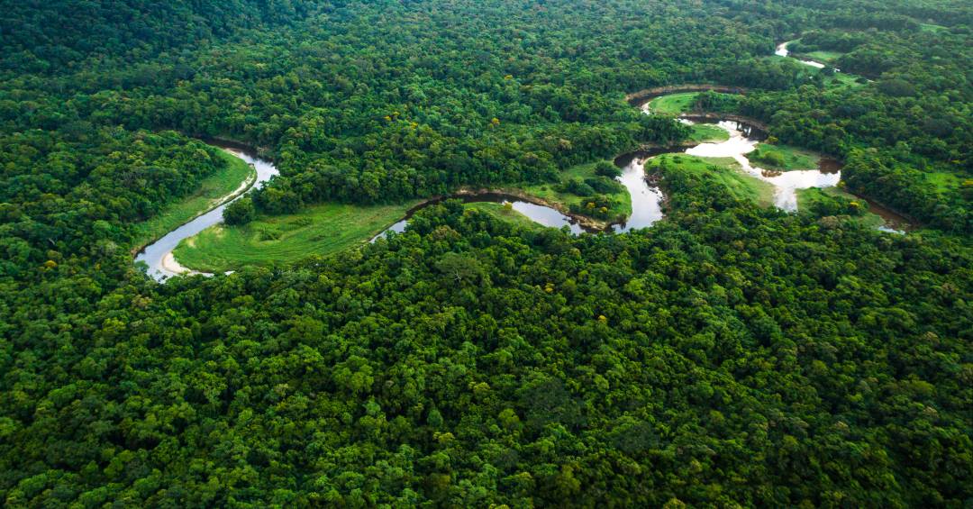 Desmatamento na Amazônia cai 36,87% no último ano
