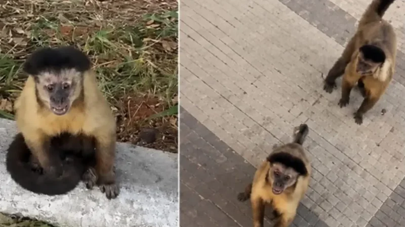 Homem é mordido por macaco durante caminhada em Catalão