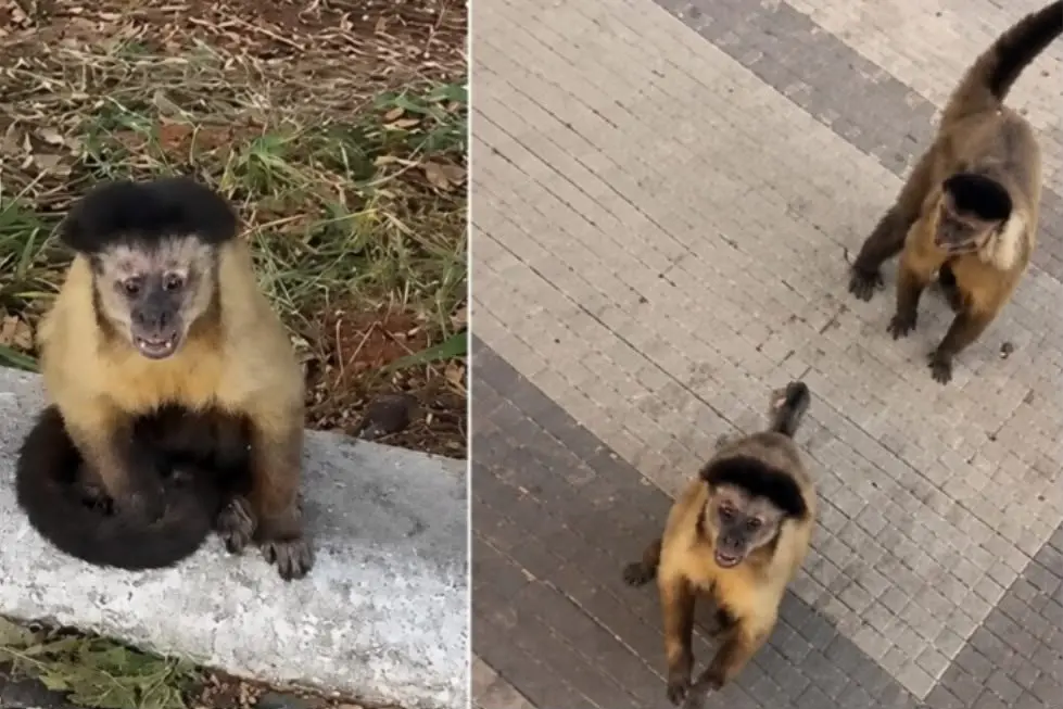 Homem é mordido por macaco durante caminhada em Catalão