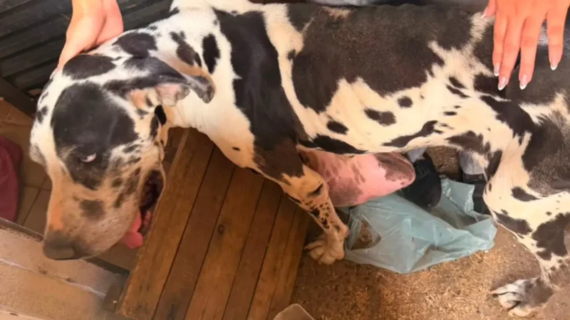 Homem é preso por maus-tratos a cão e jabutis em Goiânia