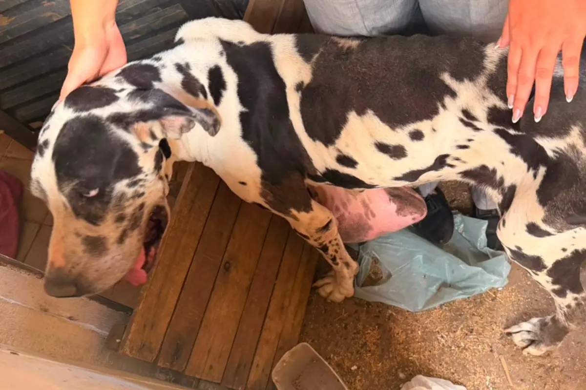 Homem é preso por maus-tratos a cão e jabutis em Goiânia