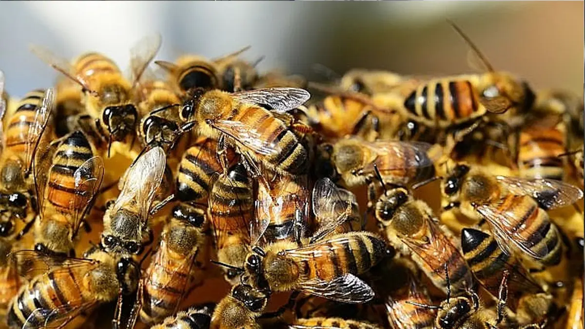 Homem morre após ser atacado por enxame de abelhas em Silvânia