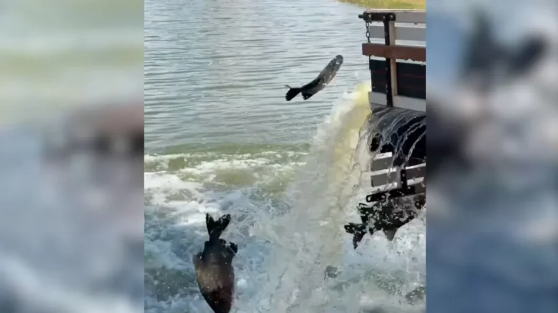 Pesca em Goianira terá 2,5 toneladas de peixes no Lago Municipal
