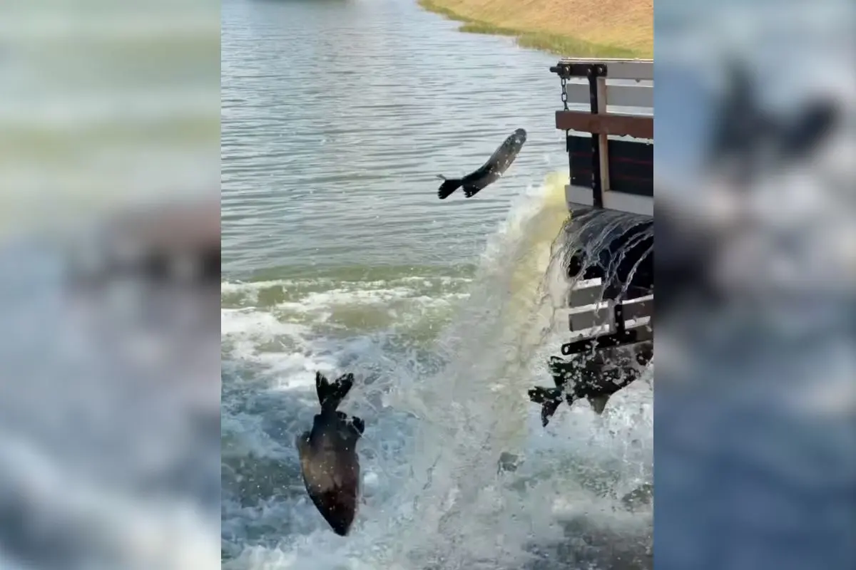 Pesca em Goianira terá 2,5 toneladas de peixes no Lago Municipal