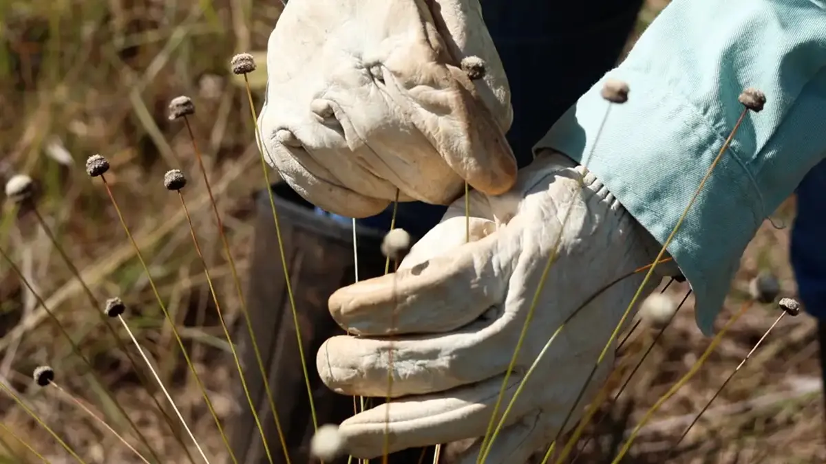 Pesquisadores encontram plantas consideradas extintas
