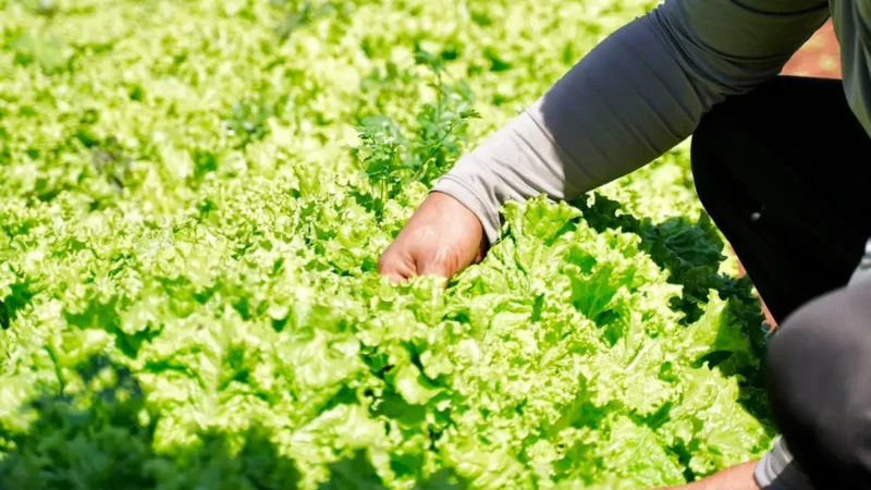 Programa dá 1kg de frutas e verduras para cada 2kg de resíduos recicláveis, em Goiânia