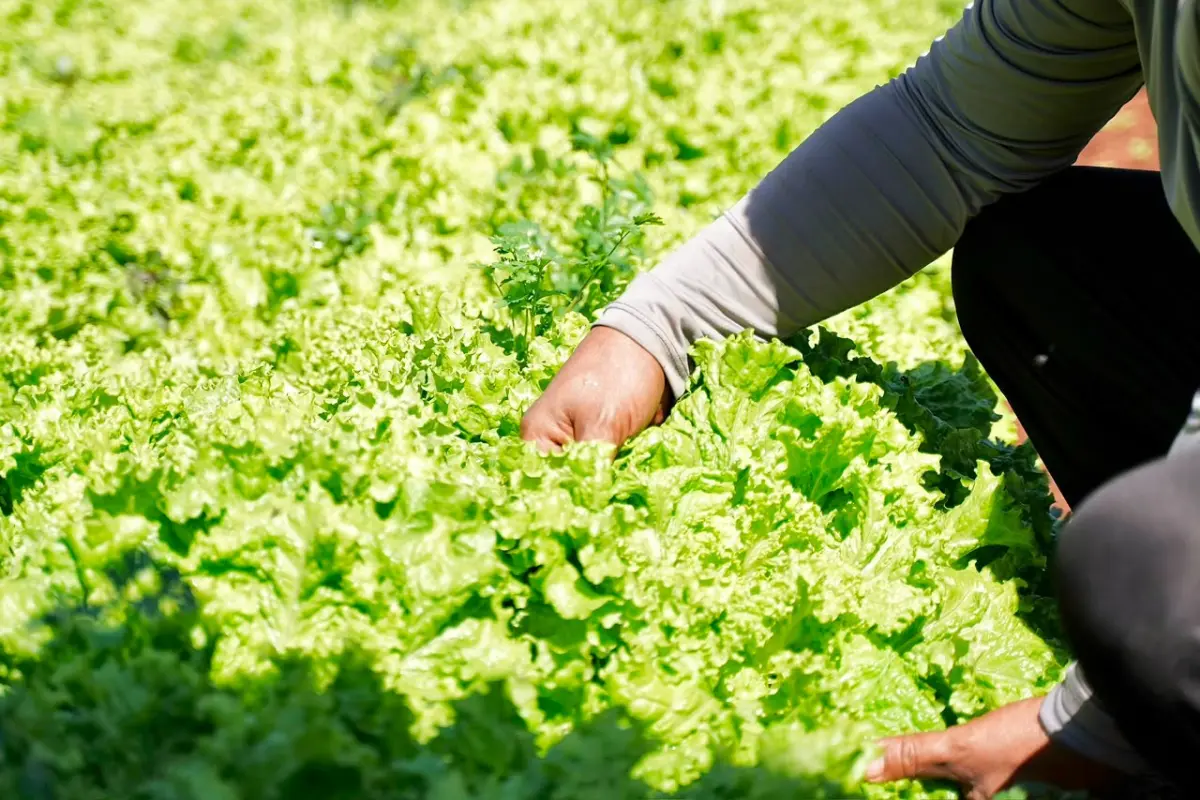 Programa dá 1kg de frutas e verduras para cada 2kg de resíduos recicláveis, em Goiânia