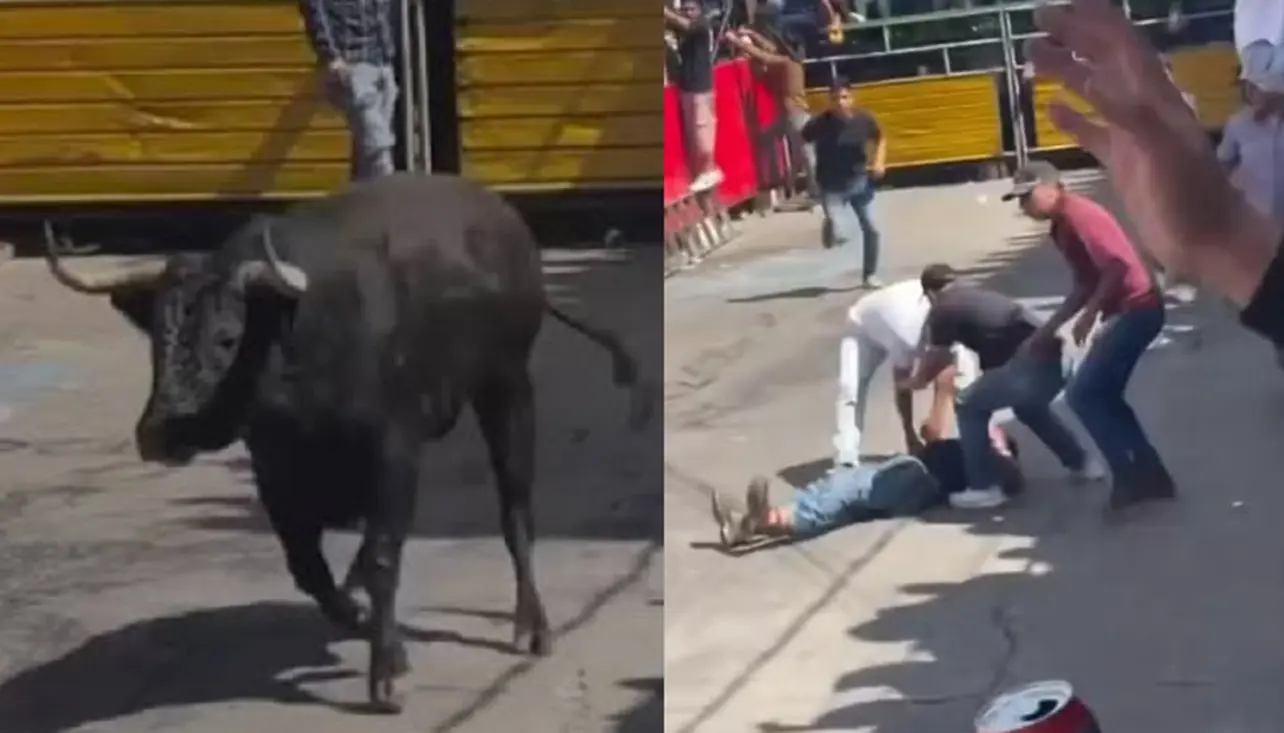 homem morre chifrado dilacerado por touro; vídeo