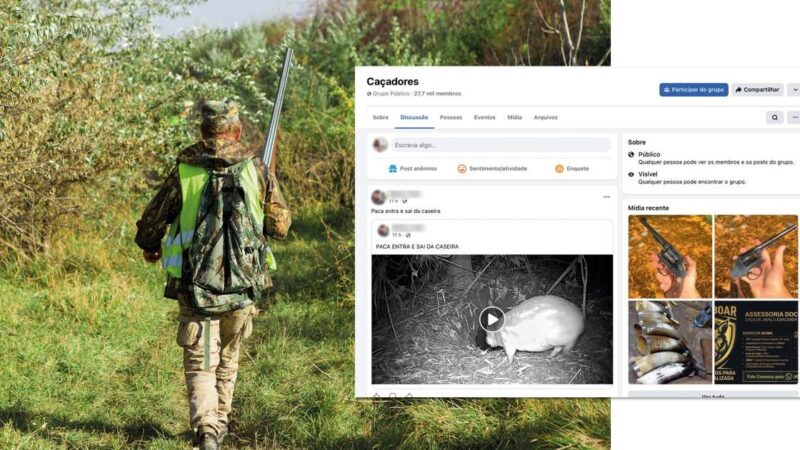 Proibida no país, ‘caça esportiva’ reúne milhares de adeptos em comunidades nas redes