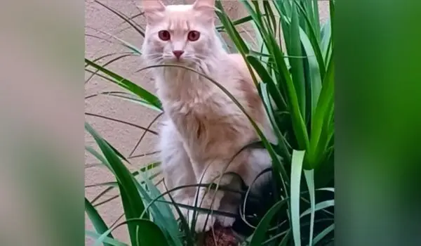 Tutora procura por gato desaparecido em Goiânia